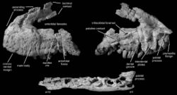 Polonosuchus silesiacus.jpg