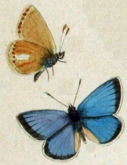 Polyommatus stoliczkanus.JPG