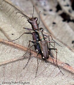 Prothyma (Genoprothyma) rapillyi (Naviaux, 1989) Tiger Beetle (16270056845).jpg