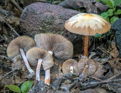 Psilocybe.caerulescens.Colima.jpg