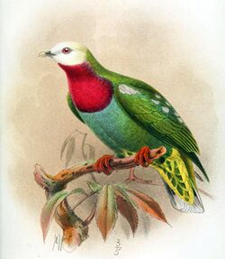 Illustration of a pigeon with a white head, red breast, and green body