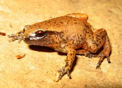 Rain Frog - Austrochaperina pluvialis.jpg