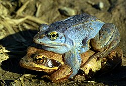 A close-up shot of a blue colored moor frog mounted above and slightly behind the brown colored moor frog it sits on