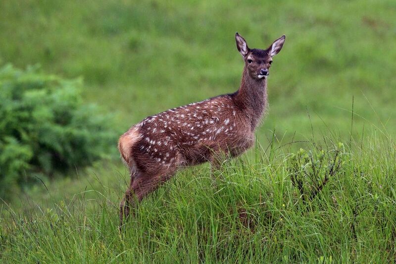 File:Red deer (Cervus elaphus) juvenile.jpg