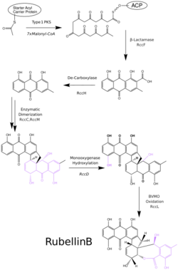 Rubellin B BioSynthesis.svg