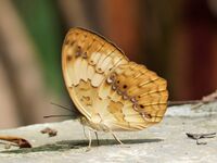 Rustic Cupha erymanthis by kadavoor.JPG