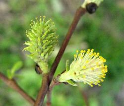 Salix-tarraconensis.jpg