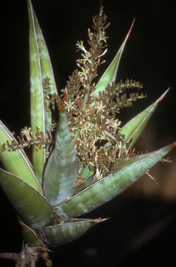 Sansevieria pinguicula (Scott Zona).jpg