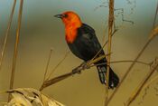 Scarlet-headed Blackbird - Pantanal - Brazil MG 9585 (23262522193).jpg