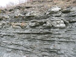 Seismite Ordovician Kentucky.jpg