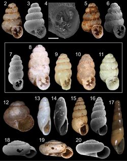 Snails (10.3897-zse.93.10995) Figures 2–20.jpg