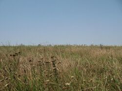 Steppenvegetation in der Walachei.JPG