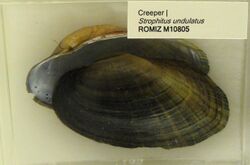 Strophitus undulatus - Royal Ontario Museum - DSC00191.JPG