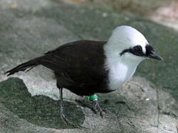 Sumatran Laughingthrush RWD4.jpg