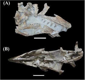 Fossil skulls of Taniwhasaurus oweni (A; top) and Taniwhasaurus antarcticus (B; bottom)