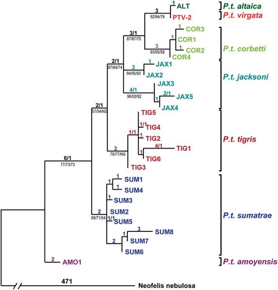 File:Tiger phylogenetic relationships.png