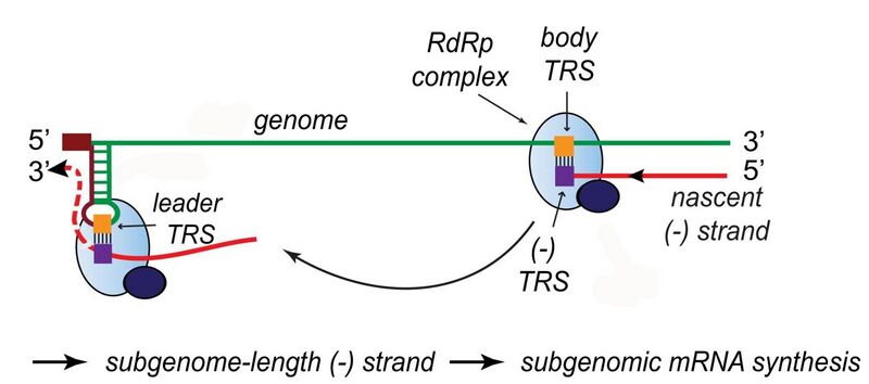 File:Transcription of nested mRNAs.jpg