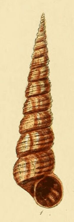Turritella cornea (Sowerby).jpg