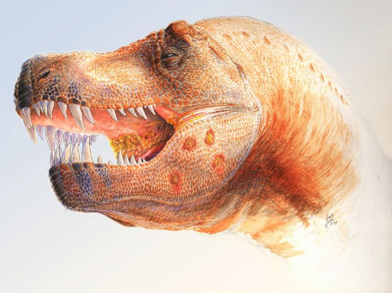 File:Tyrannosaurus with infection.jpg