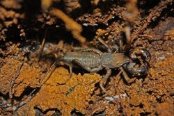 Vinegaroon - Whip Spider (Mastigoproctus baracoensis) (8576421119).jpg