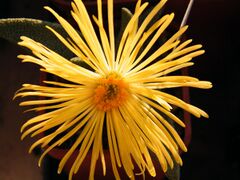 Квітка Pleiospilos.jpg