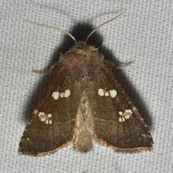 - 9507 – Papaipema limpida – Vernonia Borer Moth (29754365227).jpg