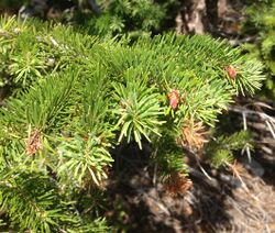 2013-07-14 09 27 54 Douglas fir foliage along Wheeler Peak Scenic Drive in Great Basin National Park, Nevada.jpg