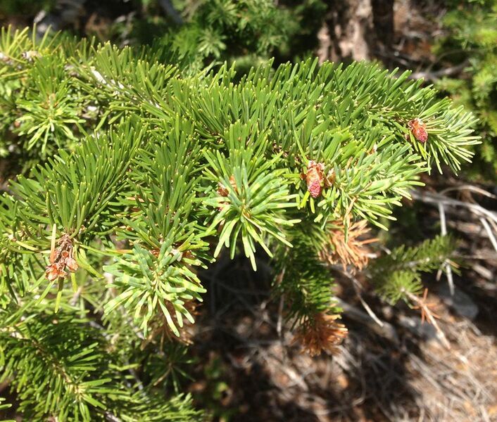 File:2013-07-14 09 27 54 Douglas fir foliage along Wheeler Peak Scenic Drive in Great Basin National Park, Nevada.jpg