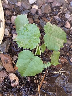 Abutilon theophrasti seedling.jpg