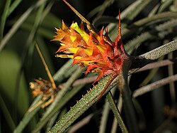 Acanthostachys strobilacea (TS) 1-00845.jpg