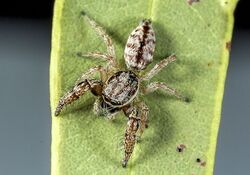 Afraflacilla-grayorum-whyte-A Field Guide to Spiders of Australia.jpg