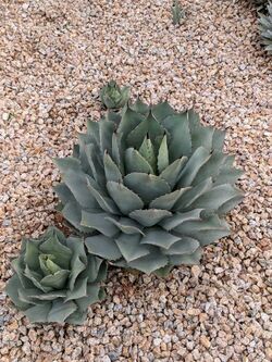 Agave Potatorum, San Tan Valley, AZ.jpg