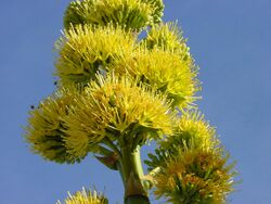 Agave deserti flower.jpg