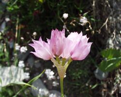 Allium narcissiflorum31072004fleurpédoncules.JPG