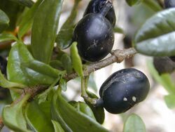 Alyxia oliviformis fruit.jpg