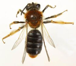 Andrena haemorrhoa female, Minera, North Wales, May 2016 3 (31207652564).jpg