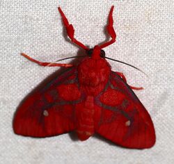 Arctiid Moth (Ernassa cruenta) (24992781277).jpg
