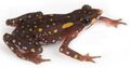 Atelopus longirostris male.jpg