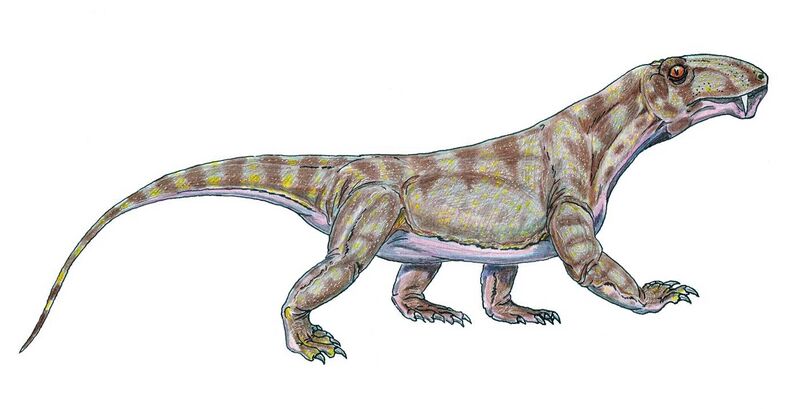 File:Biarmosuchus.jpg