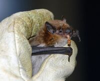 A big brown bat, eating a mealworm