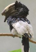 Black-and-white-casqued Hornbill - Bronx Zoo.jpg