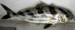 Black banded kingfish 2.jpg