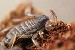 Bothriurus coriaceus.jpg