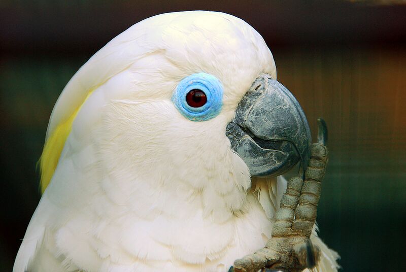 File:Cacatua ophthalmica -Vogelpark Walsrode -upper body-8a.jpg