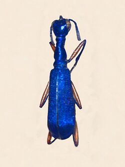 Carabidae - Neocollyris crassicornis.JPG
