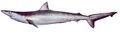 Hardnose shark (Carcharhinus macloti)