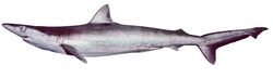 Carcharhinus macloti csiro-nfc.jpg