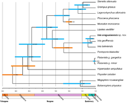 Cetacean phylogeny PLoS ONE 2014-01-22.png