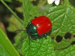 Chrysomelidae - Chrysolina grossa.JPG