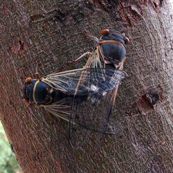 Cicadas Mating - Flickr - treegrow.jpg
